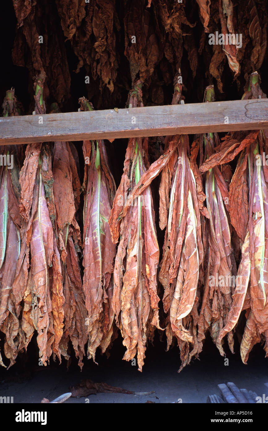 lancaster tobacco leaf LLTC Lancaster , Pa. Tobacco- So
