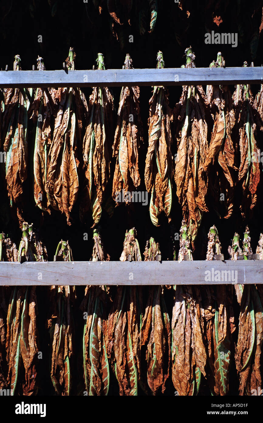lancaster tobacco leaf History  Demuth Museum of Art Connecticut tobacco makes inroads in