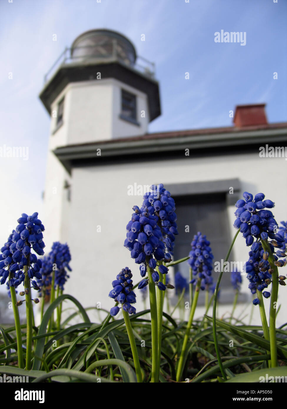 Grape hyacinth flowers with Point Robinson light house in background Maury Island Washington Stock Photo