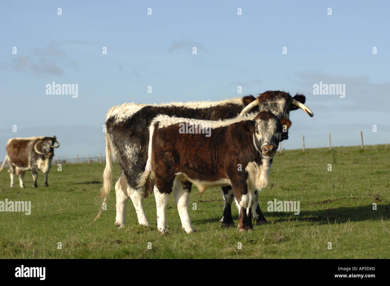 English Longhorn Cattle Grazing High Resolution Stock Photography and ...