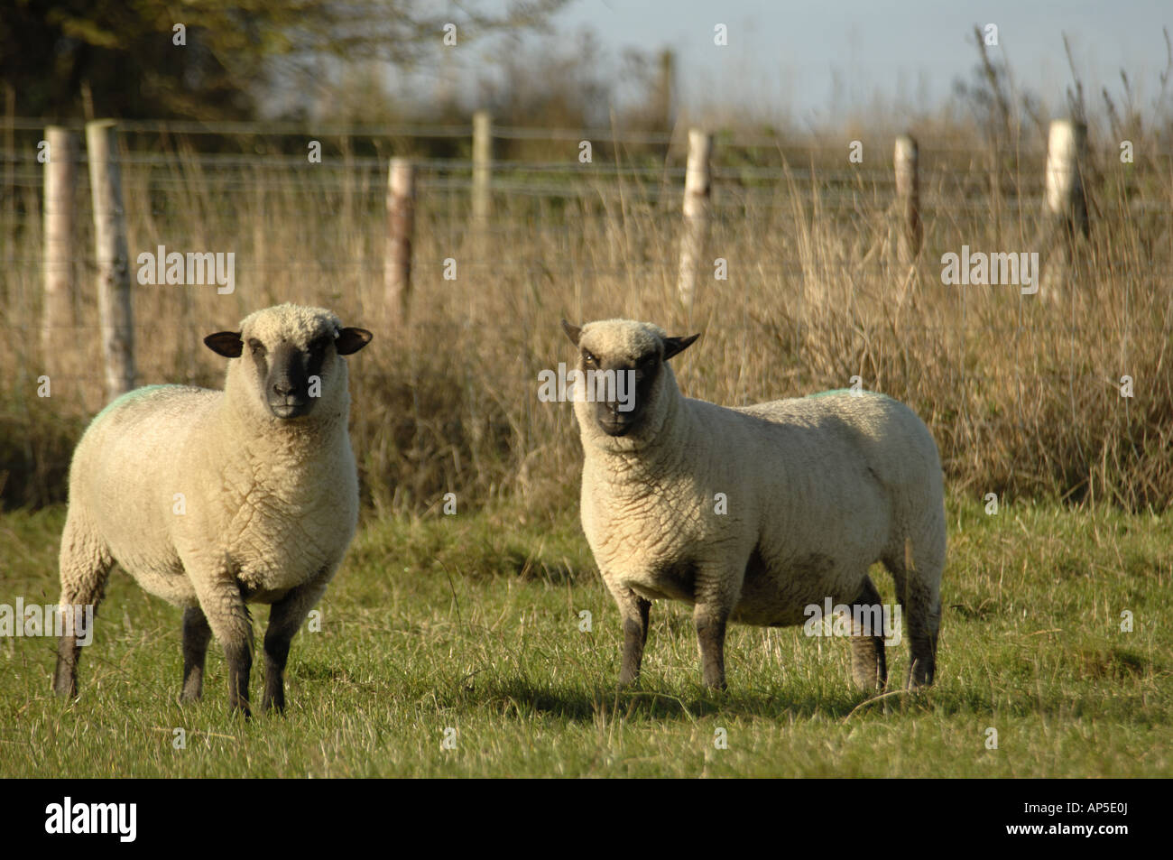 Shropshire breed sheep uk hires stock photography and images Alamy