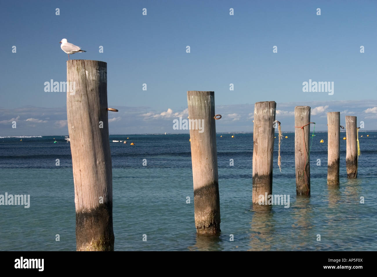 Row of Pylons with Seagull Stock Photo