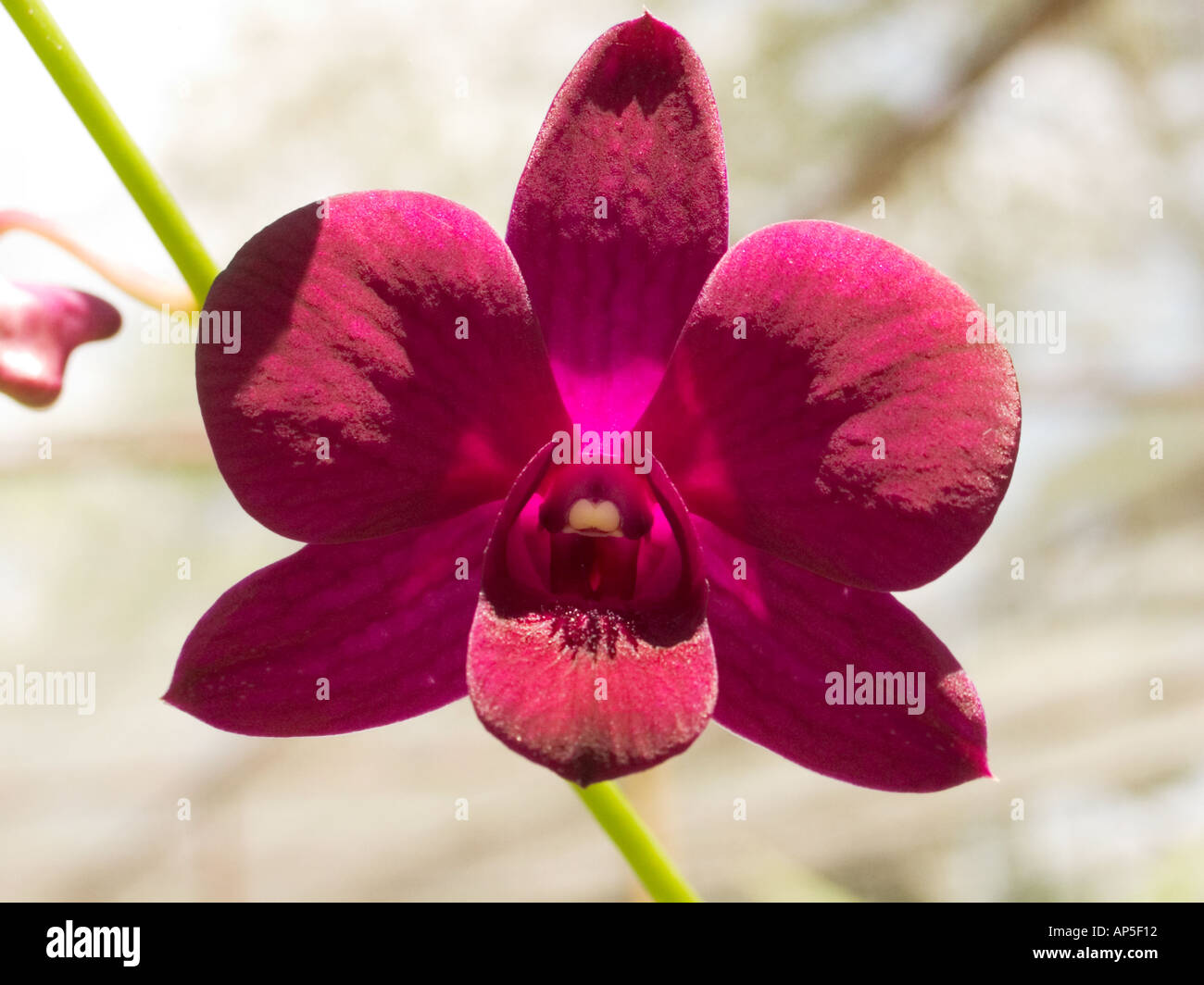 Red orchid Stock Photo