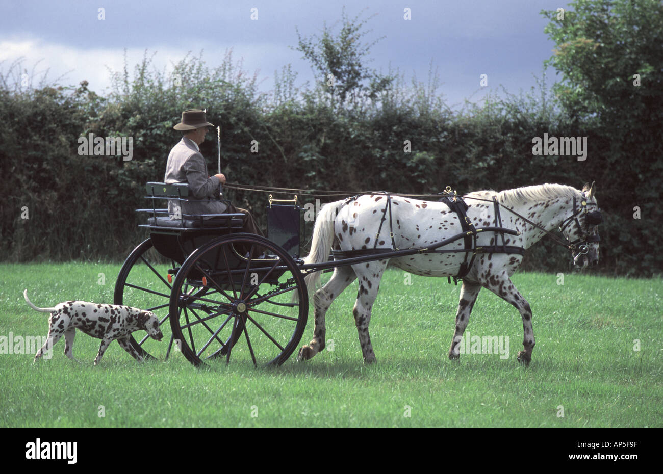 Horsedrawn Carriage and Dog Stock Photo