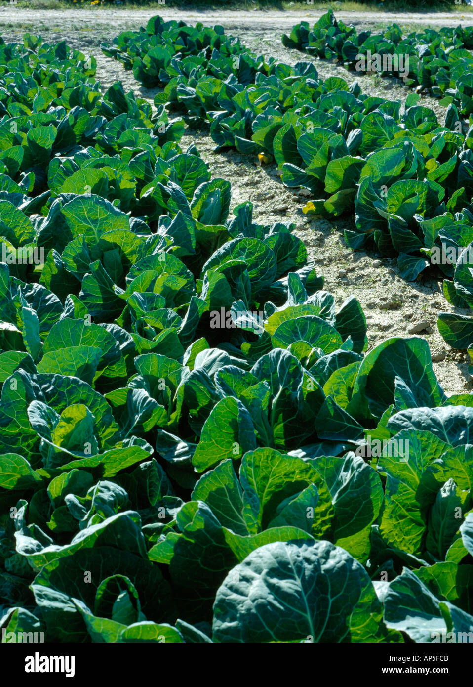 A field of ripe cabbage growing on a coastal field in north county Dublin Ireland Stock Photo