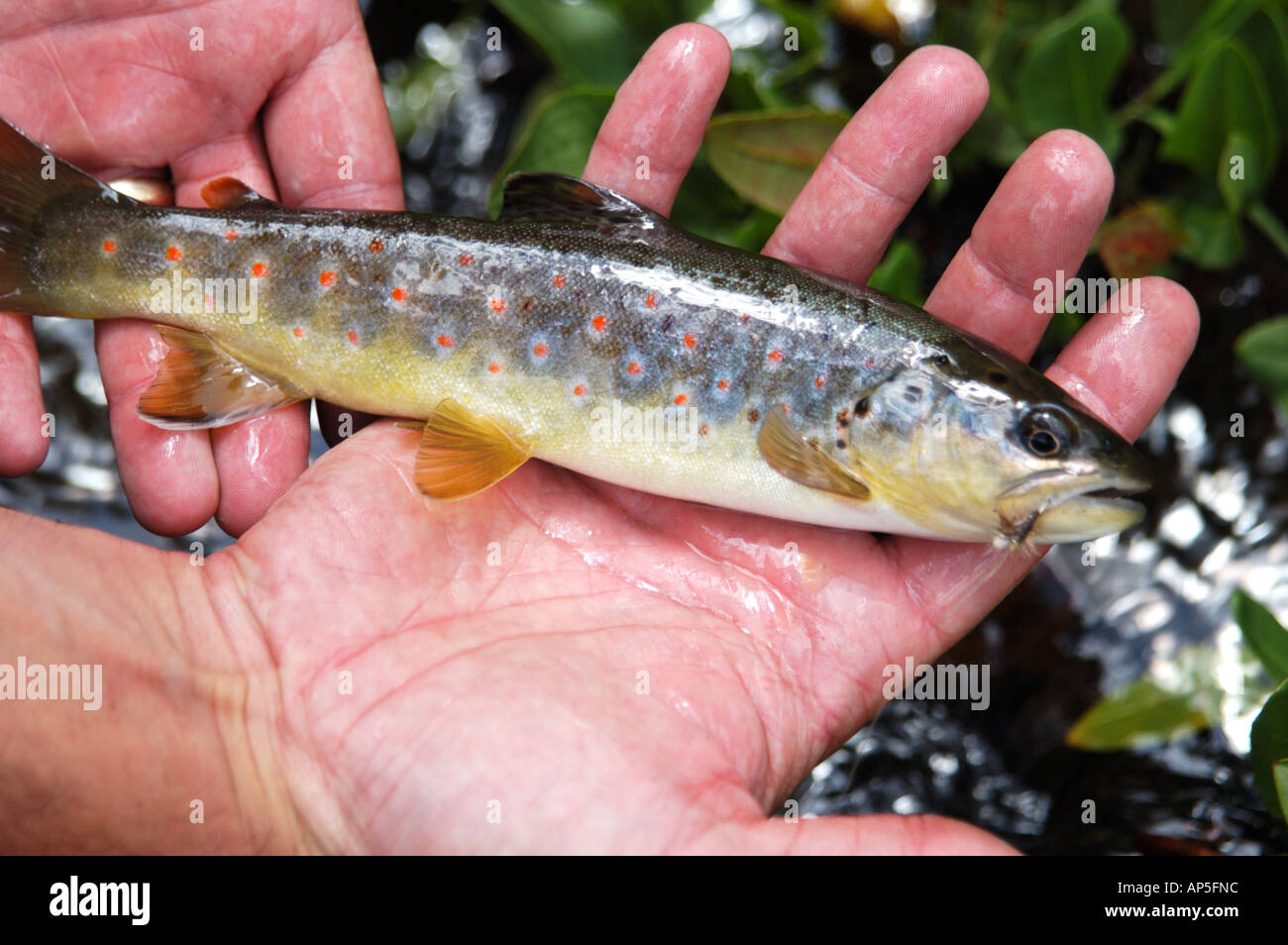 Trout lake san juan colorado hi-res stock photography and images - Alamy