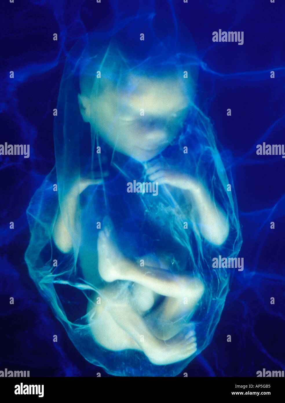 human fetus in amniotic fluid Stock Photo