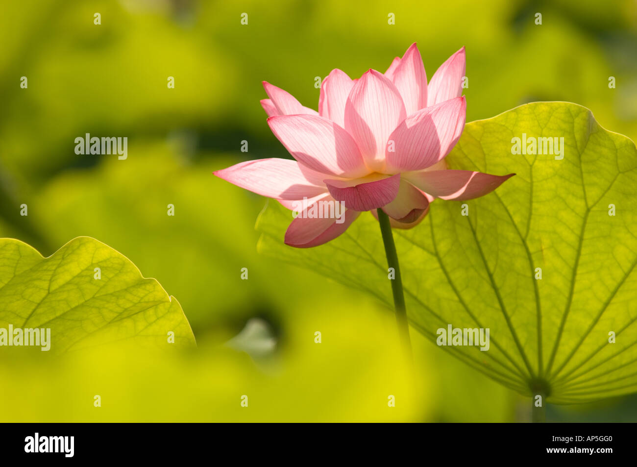 Dc Washington Kenilworth Aquatic Gardens Single Pink