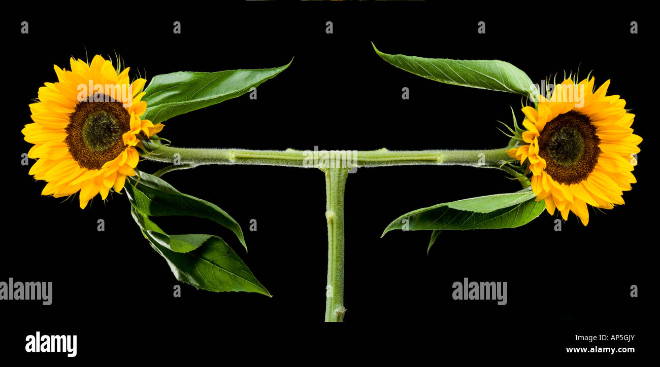 Sunflower manipulated or genetically engineered Stock Photo