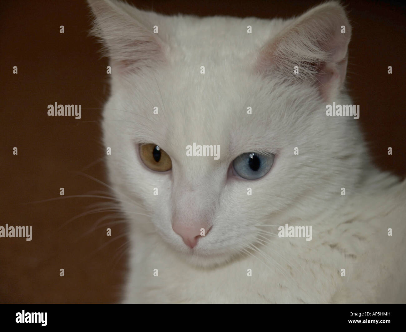 Albino house store cat