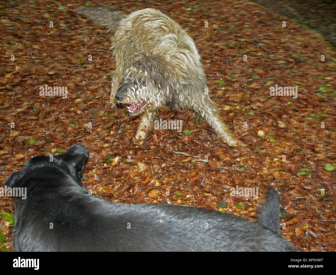 Blustering hi-res stock photography and images - Alamy