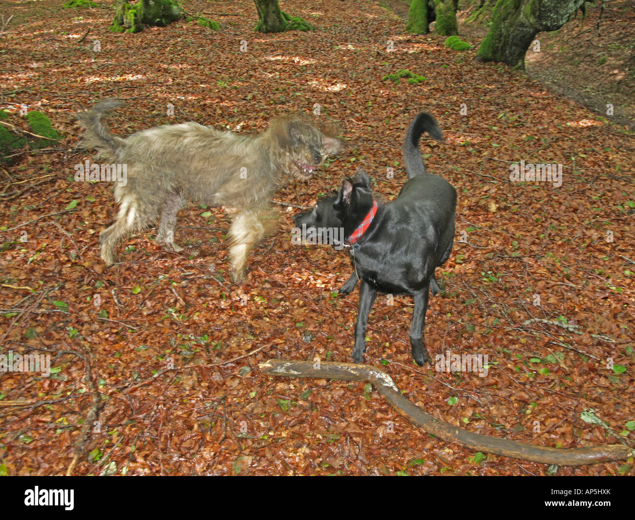 Blustering hi-res stock photography and images - Alamy