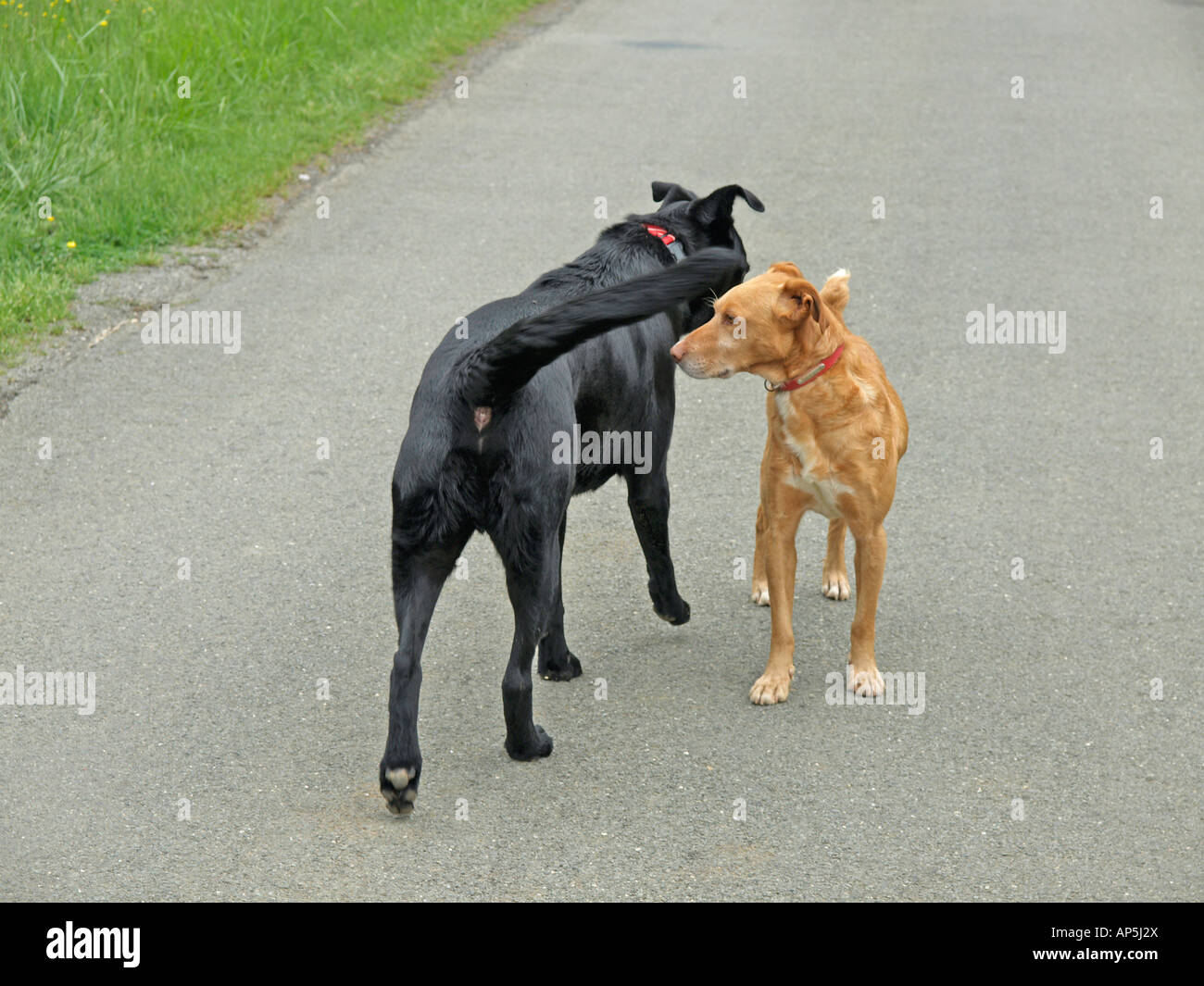 Two dogs meeting hires stock photography and images Alamy