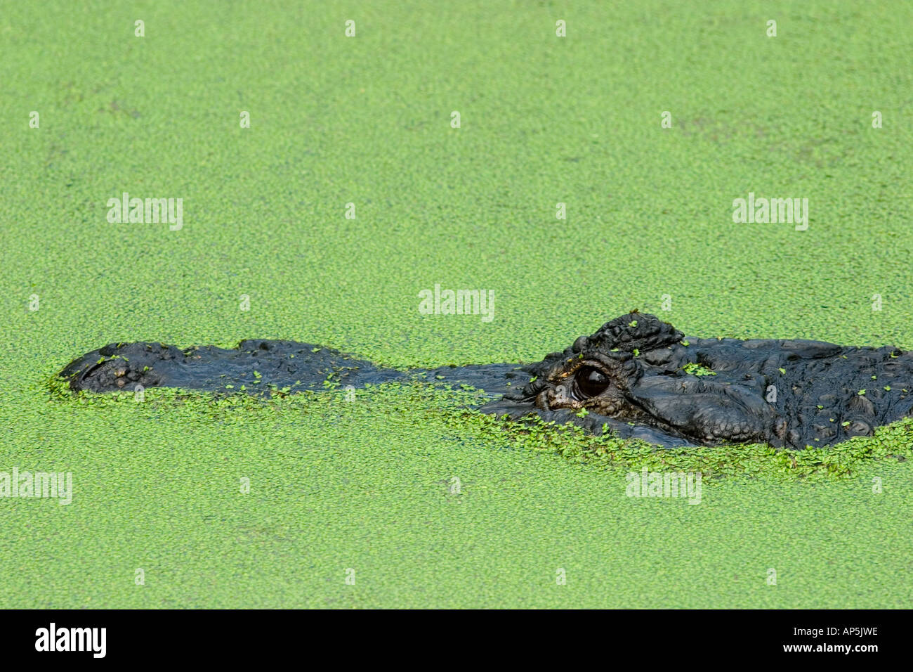 USA, Florida, Jacksonville zoo, American alligator in duck weed, Alligator mississippiensis Stock Photo