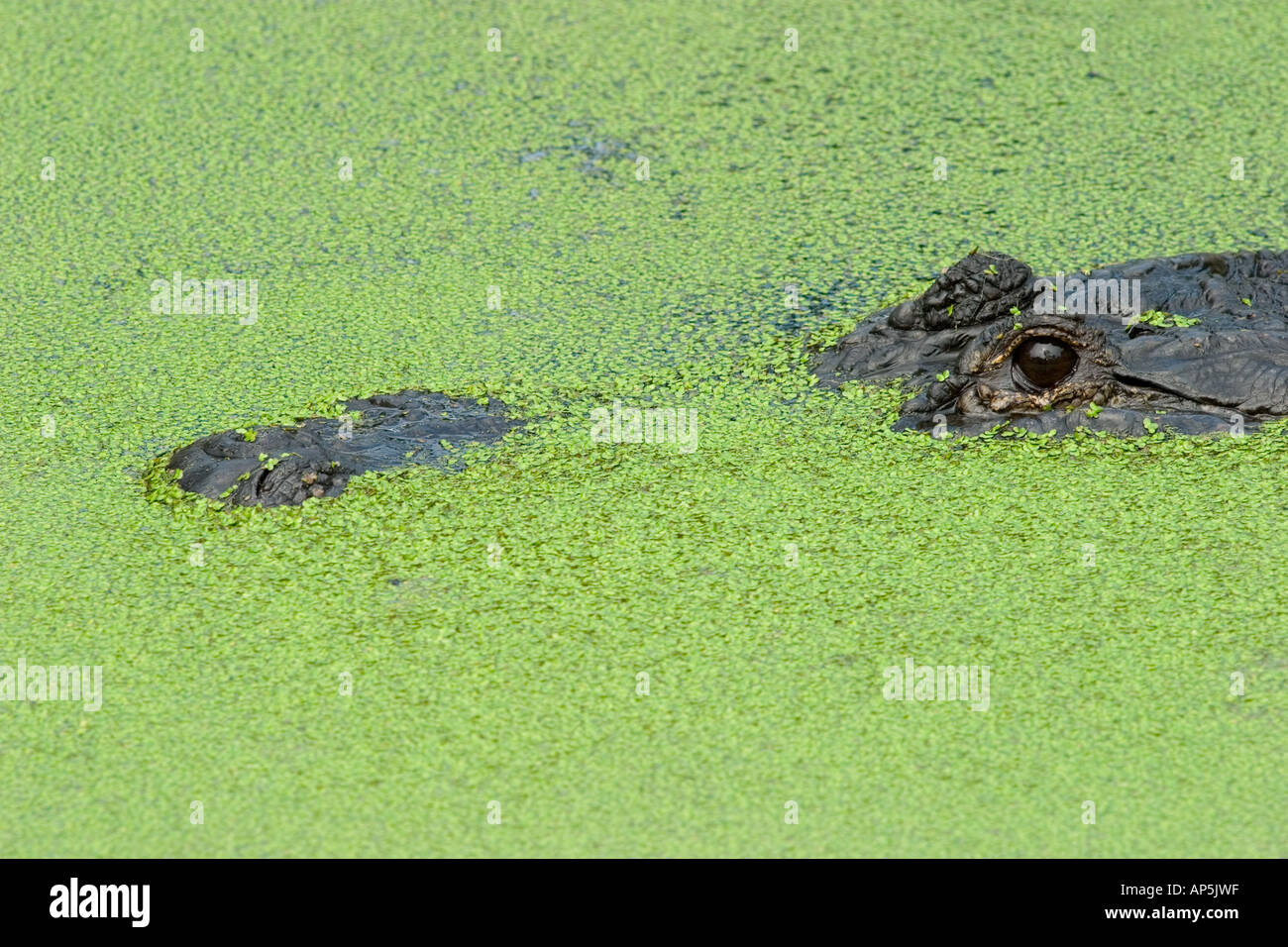 USA, Florida, Jacksonville zoo, American alligator in duck weed, Alligator mississippiensis Stock Photo