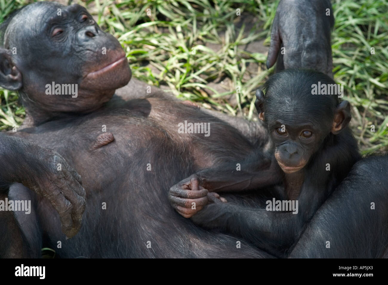 USA, Florida, Jacksonville Zoo, Bonobo chimpanzee with baby, Pan paniscus Stock Photo