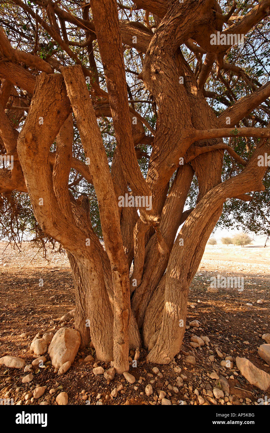 Jericho Balsam tree Balanites Aegyptiaca in the Jordan Valley Stock Photo