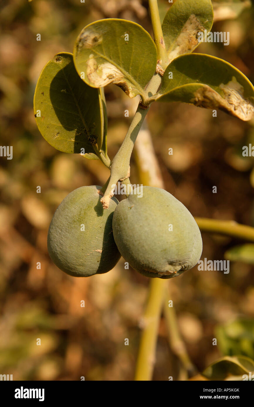 The fruit of a Jericho Balsam tree Balanites Aegyptiaca in the Jordan Valley Stock Photo