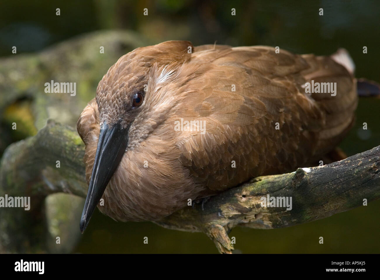 USA, Florida, Jacksonville zoo, Hammerkop roosting on branch, Scopus umbretta Stock Photo