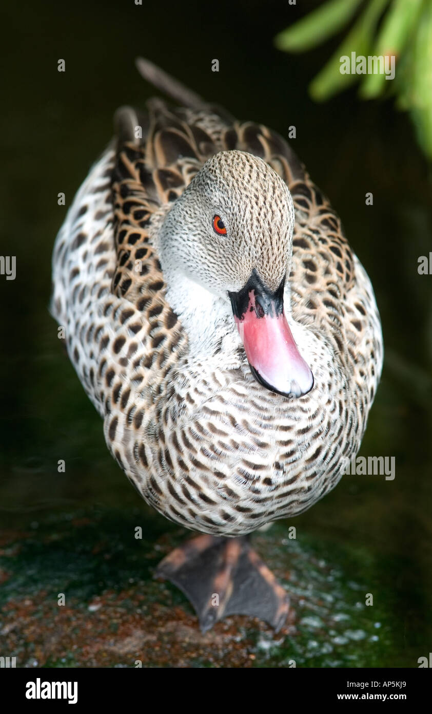 USA, Florida, Jacksonville zoo, Cape teal roosting on one leg, Anas capensis Stock Photo