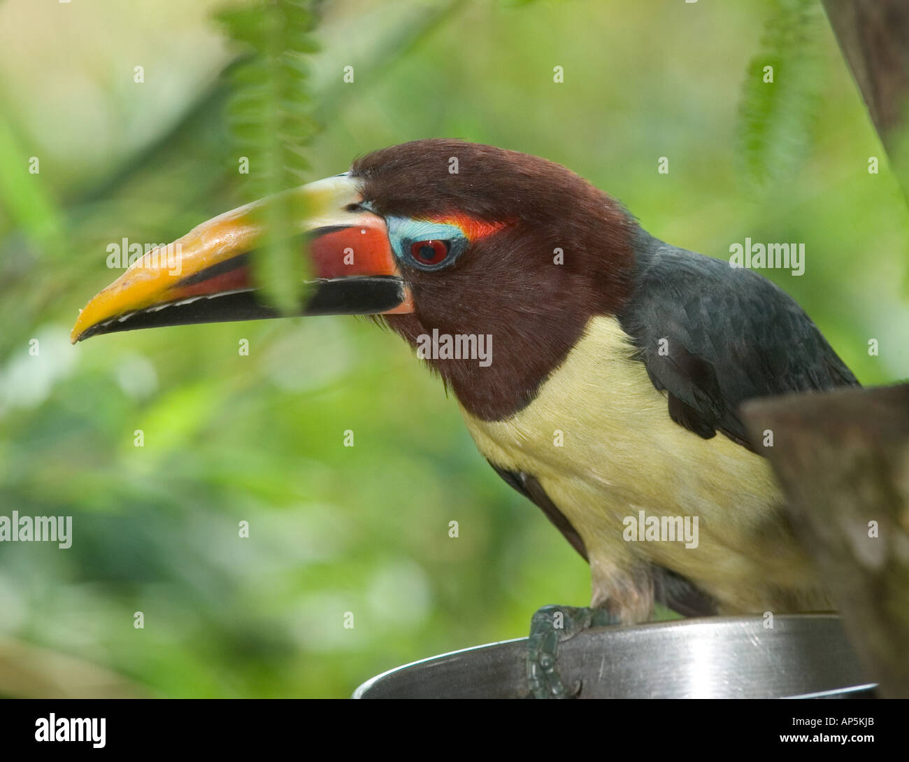 USA, Florida, Jacksonville Zoo, Green aracari at a feeding station, Pteroglossus viridis Stock Photo