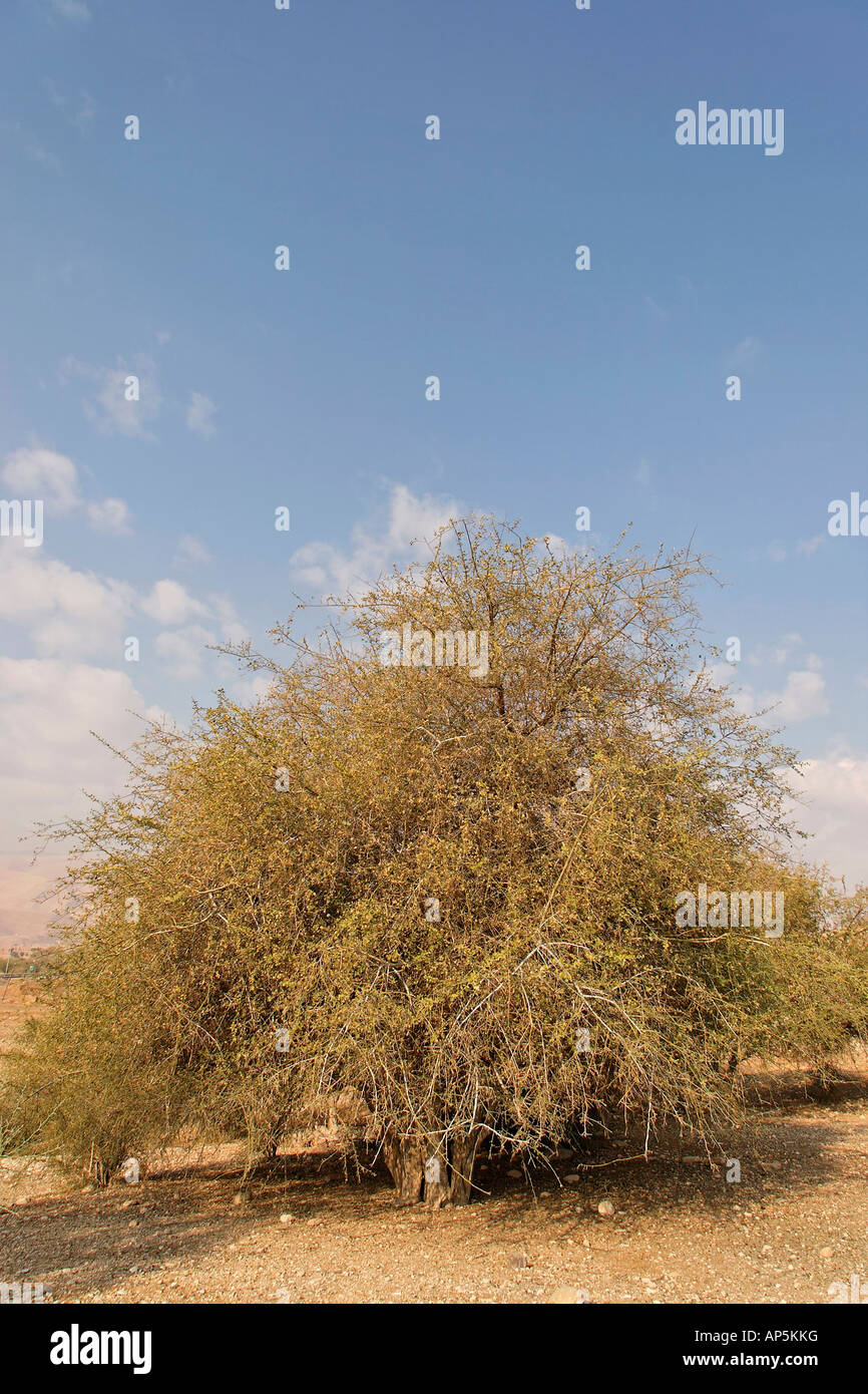 Jericho Balsam trees Balanites Aegyptiaca in the Jordan Valley Stock Photo