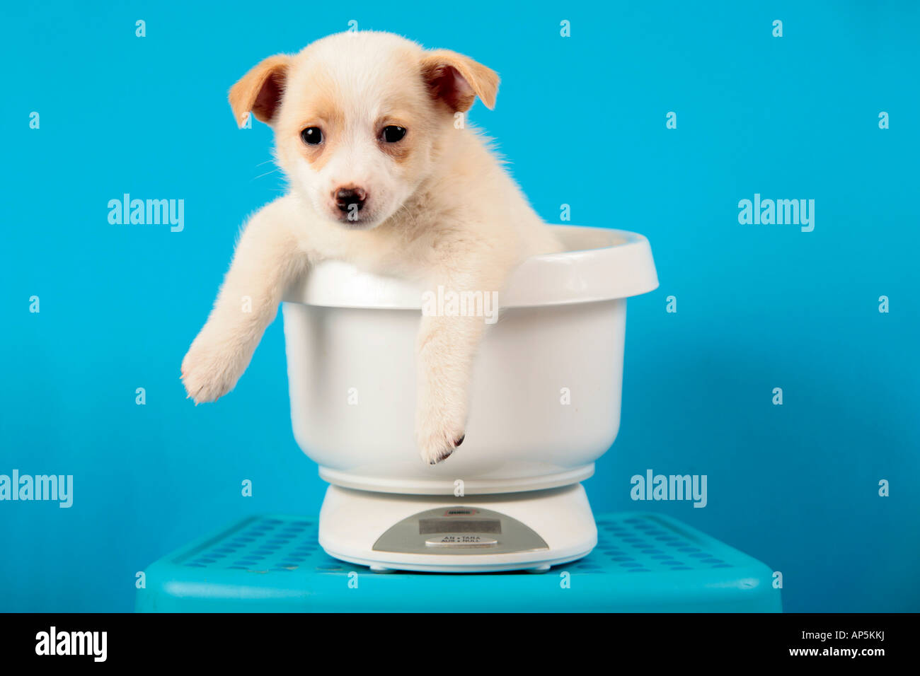 Weigh out inside hi-res stock photography and images - Alamy