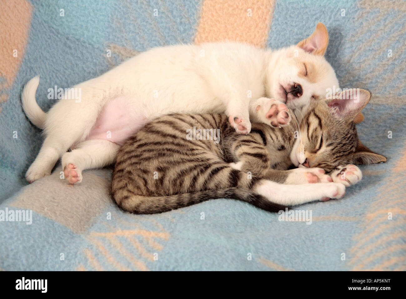 young kitten and young pup asleep on a blanket beside each other Stock Photo