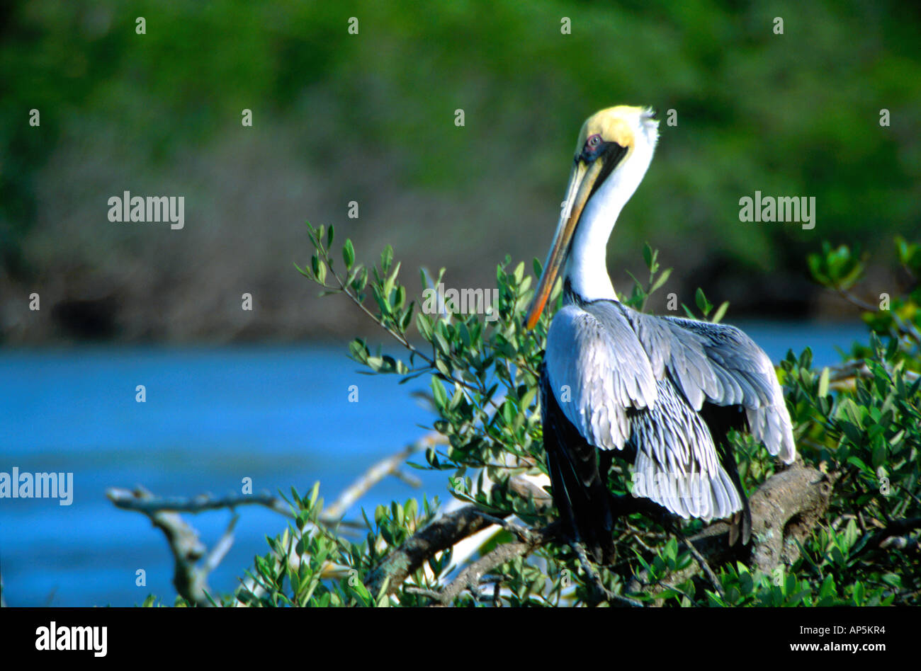 Brown Pelican (Pelecanus occidentalis), Sebastian Inlet State Park, Melbourne Beach, Florida, United States, US. Stock Photo