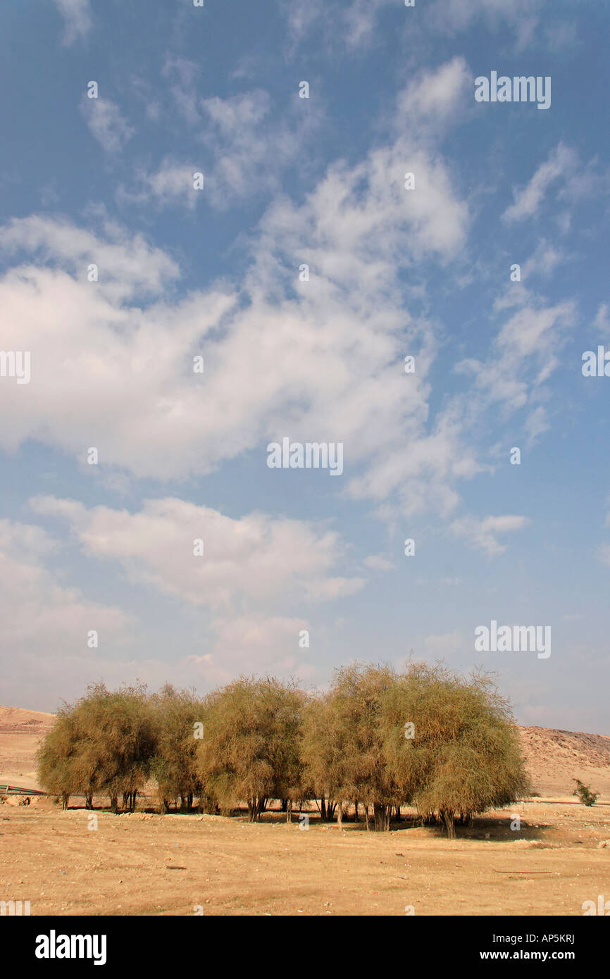 Jericho Balsam trees Balanites Aegyptiaca in the Jordan Valley Stock Photo