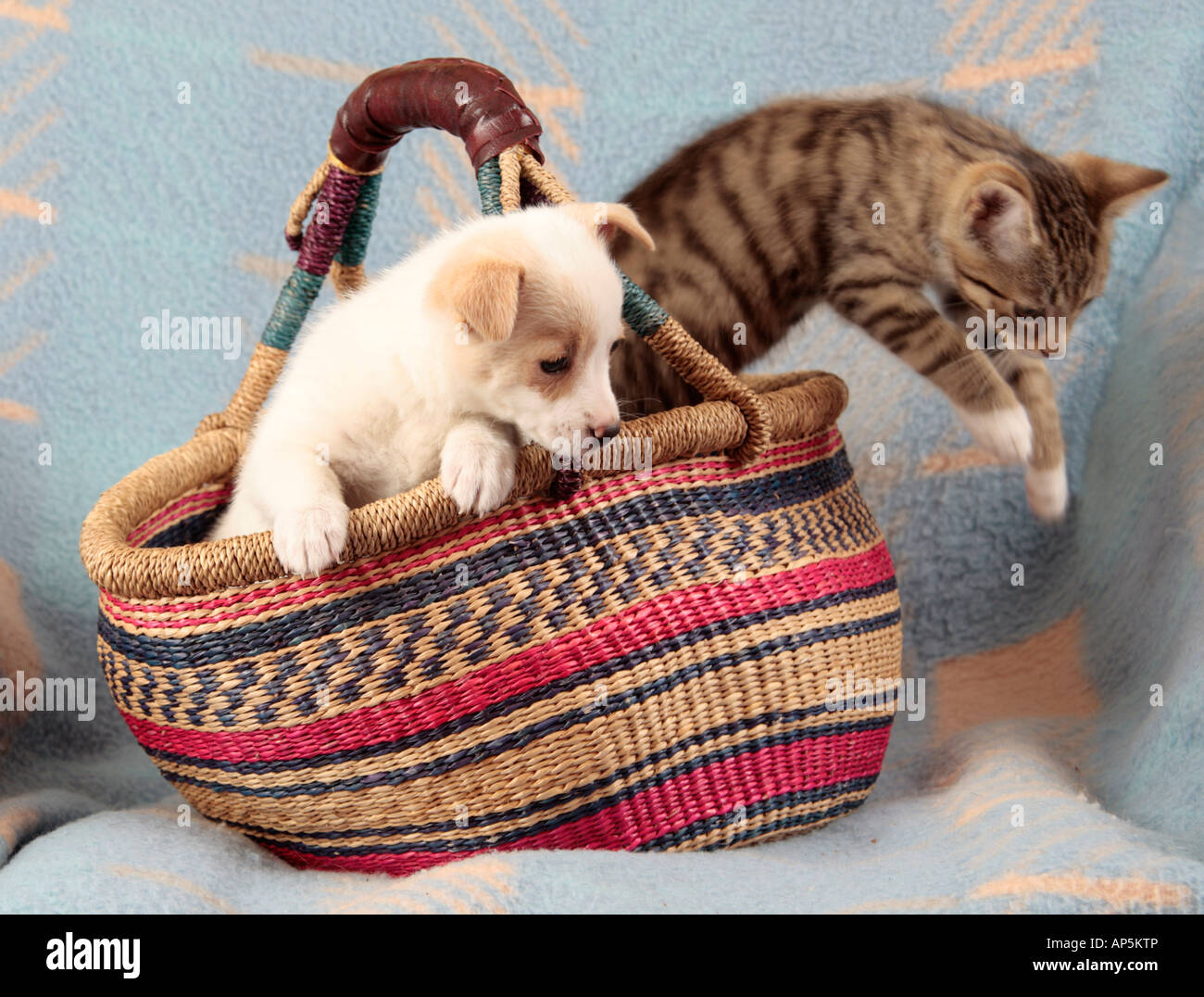 mongrel pup and young cat together in a basket, the cat just jumping out Stock Photo
