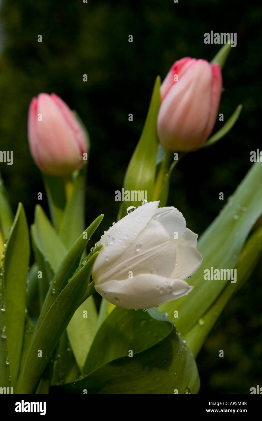 Spring Tulips after a rain shower Stock Photo