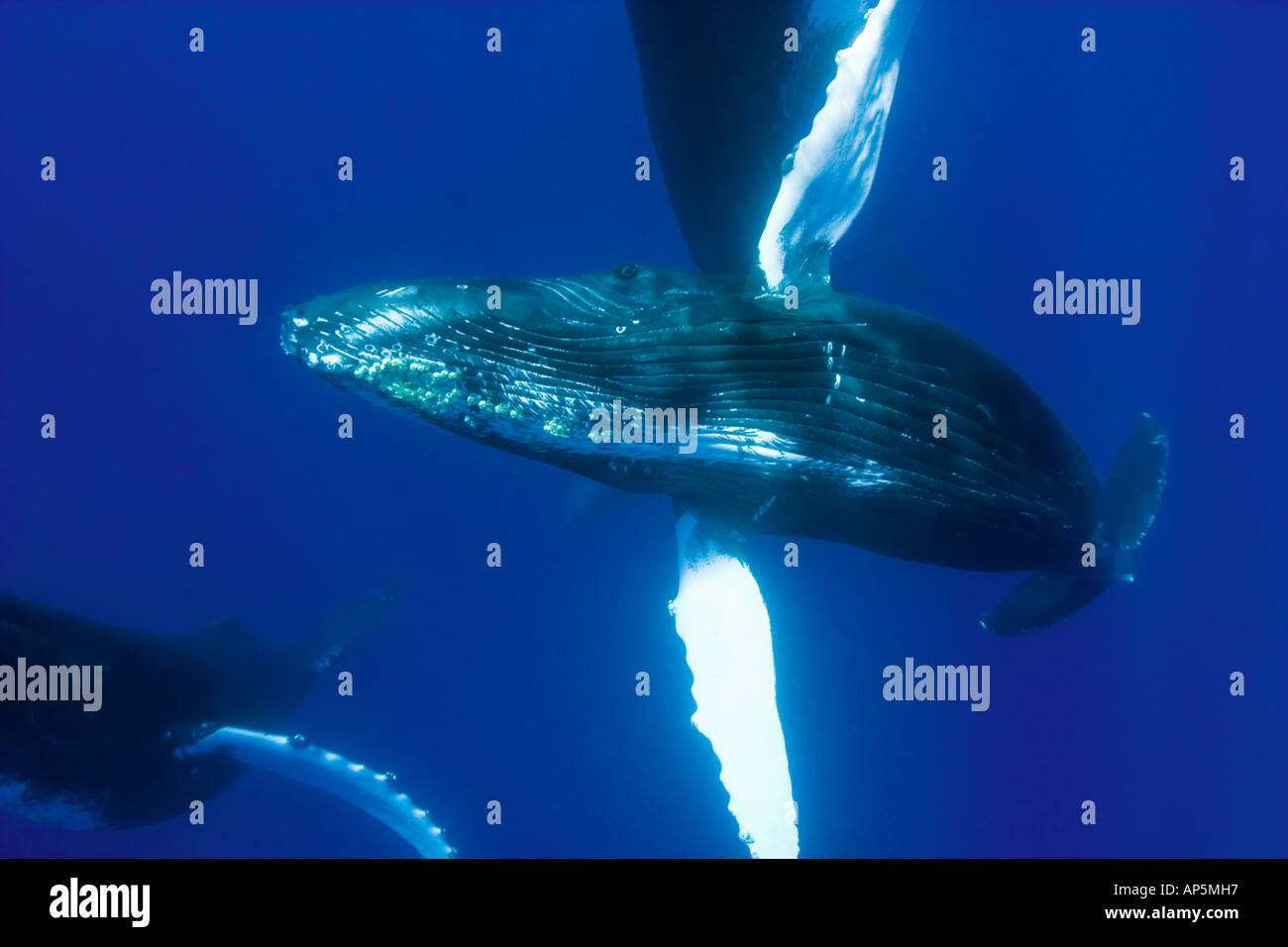 Central Pacific Ocean, Hawaii, near Big Island, Sub Adult Humback Whales (Megaptera novaengliae) Stock Photo