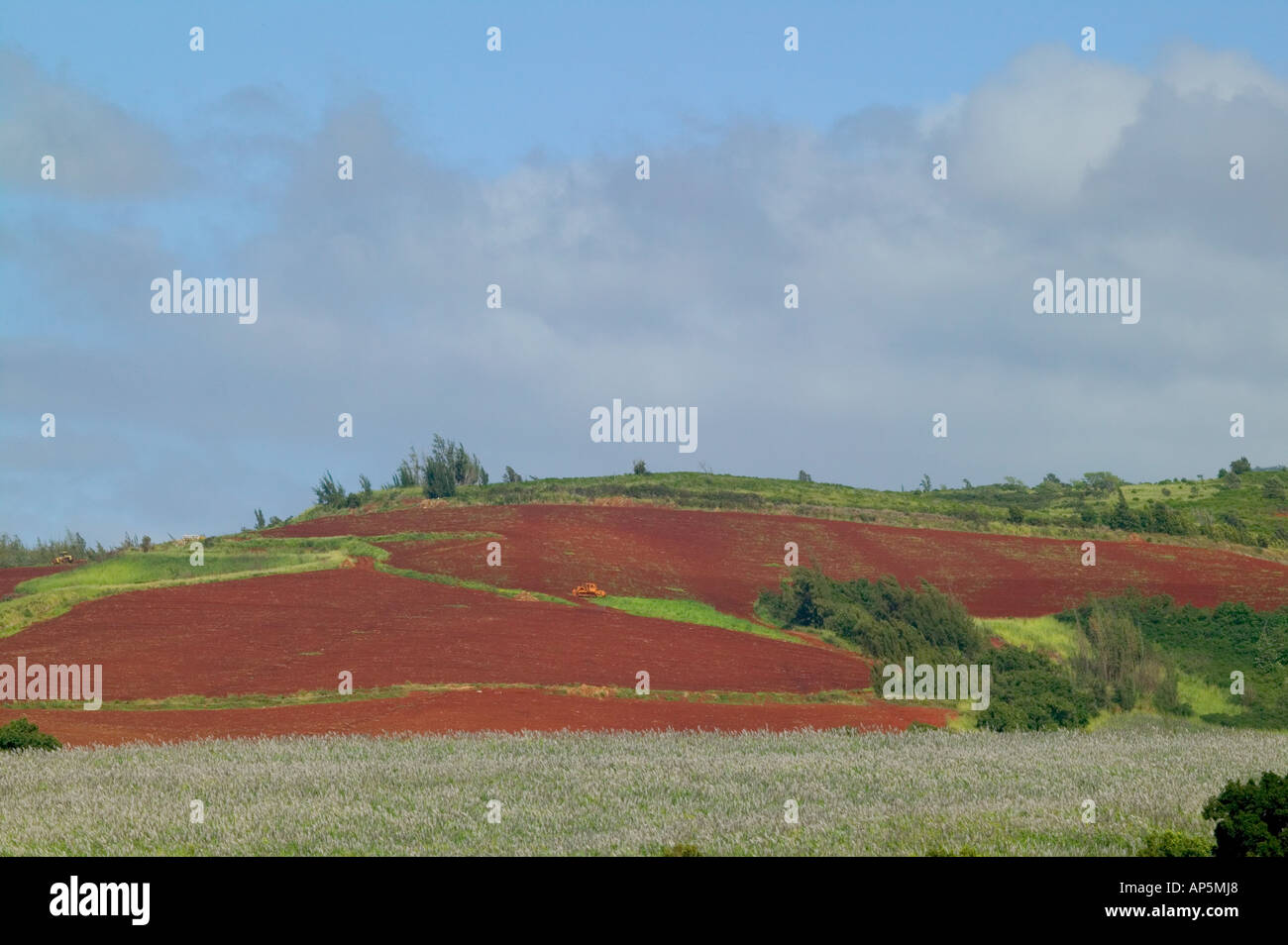 Sugar cane hi hi-res stock photography and images - Alamy