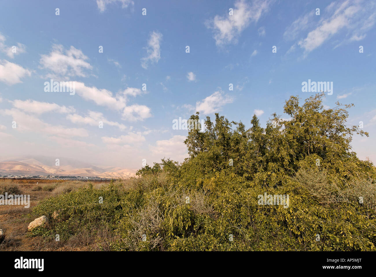 Salvadora Persica tree Toothbrush tree Mustard tree in the Jordan Valley Stock Photo