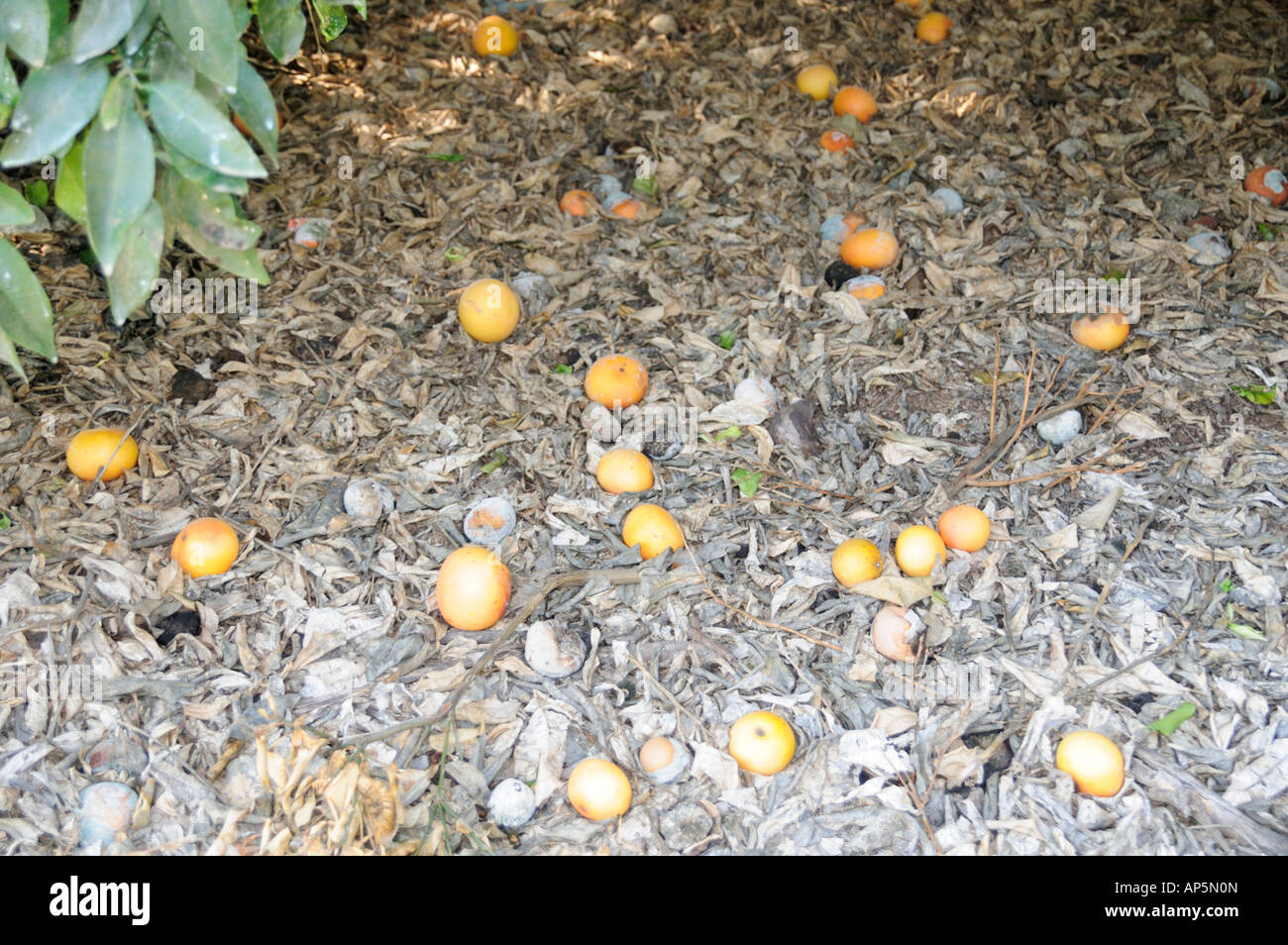 Israel Sharon district Citrus Grove Grapefruit trees rotting fruit on