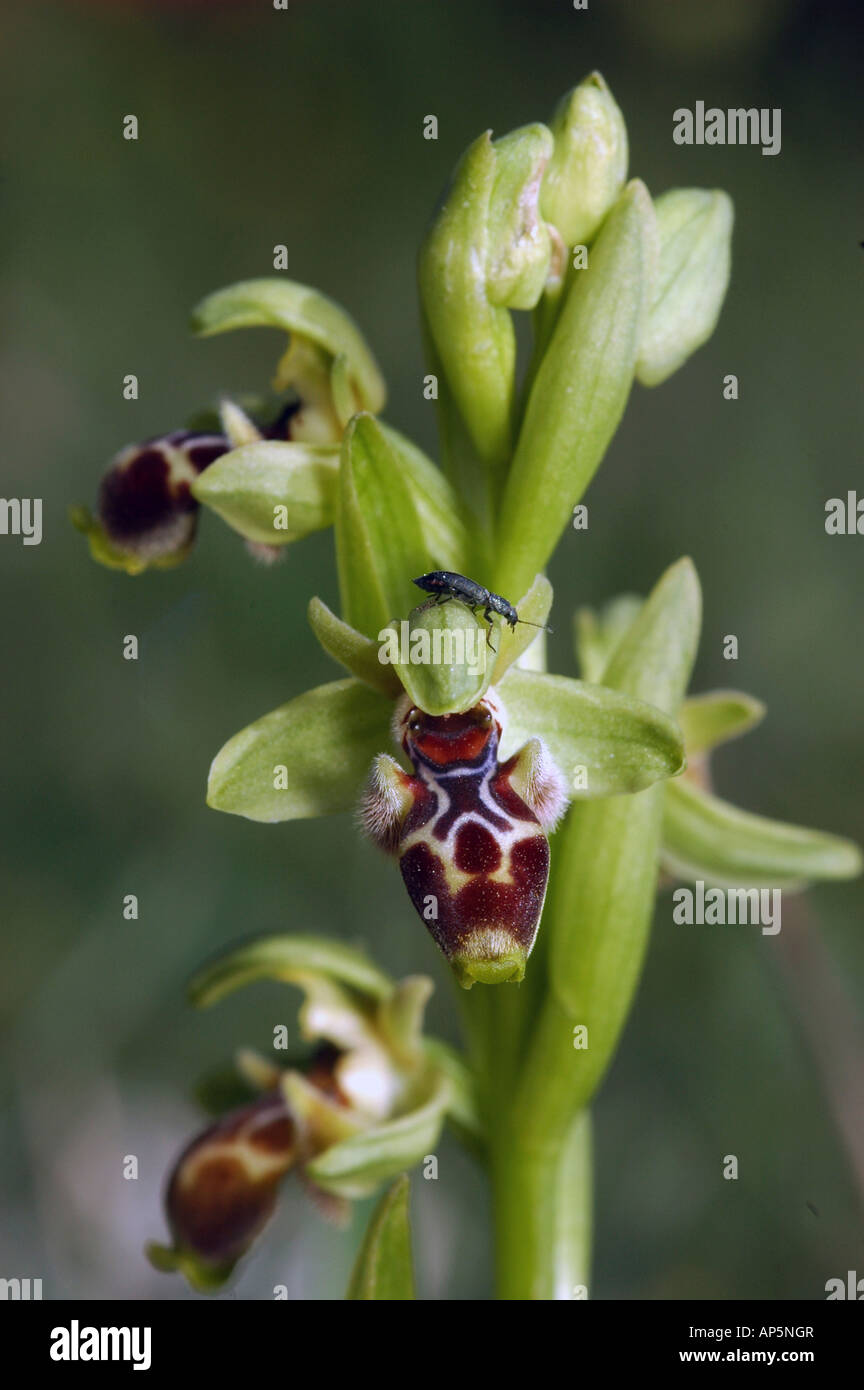 Israeli spring flower Ophrys umbilicata Orchid March 2007 Stock Photo