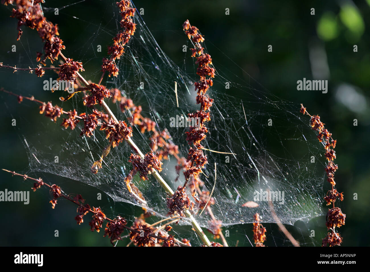 Spider's web covering the head of a dead Common Sorrel Keswick Lake District Cumbria England Stock Photo
