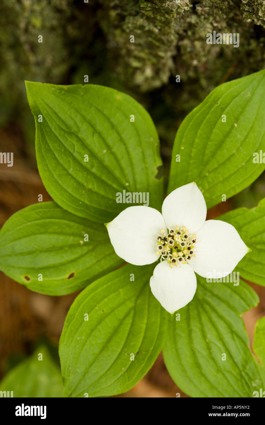 A bunchberry in bloom, Cornus canadensis, near Marquoit Bay in Brunswick, Maine. Stock Photo