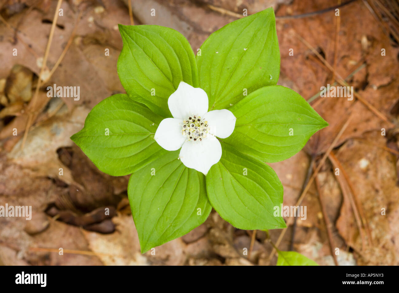 A bunchberry in bloom, Cornus canadensis, near Marquoit Bay in Brunswick, Maine. Stock Photo