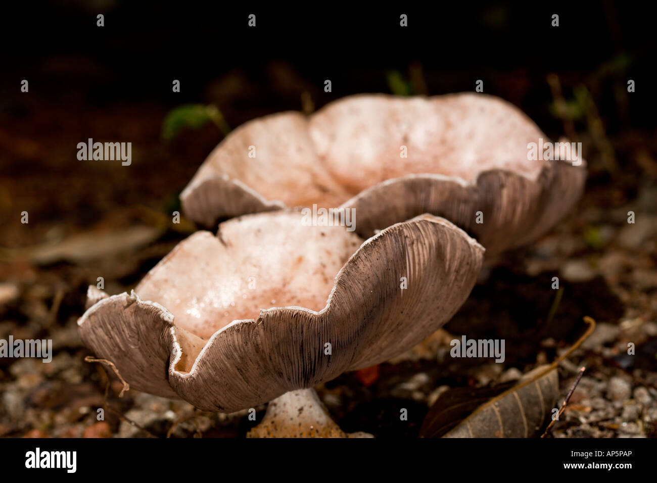 mushroom fungus toadstool nature cogumelo Stock Photo