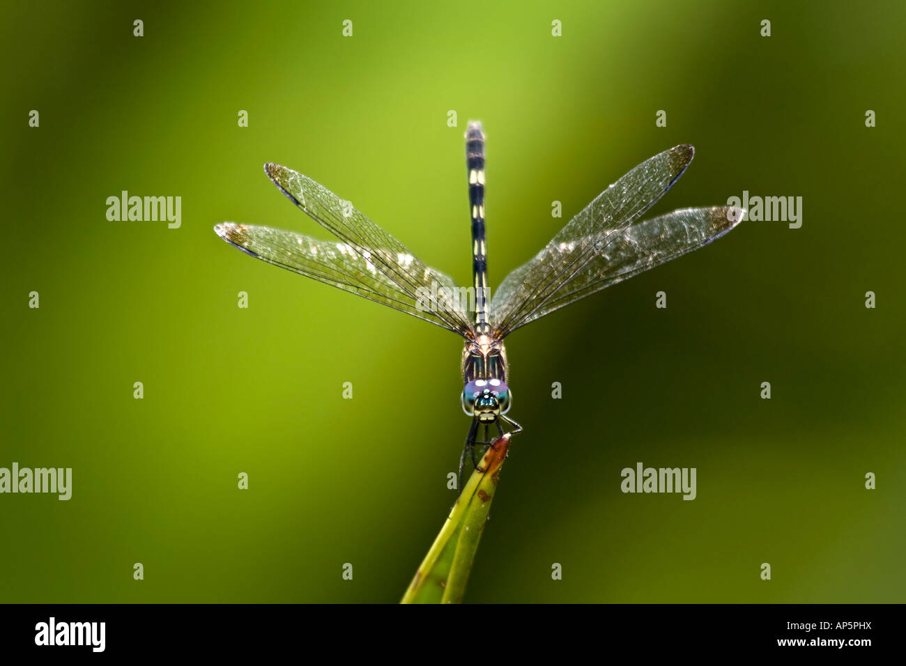 bug dragonfly flyer insect libelula nature Stock Photo - Alamy