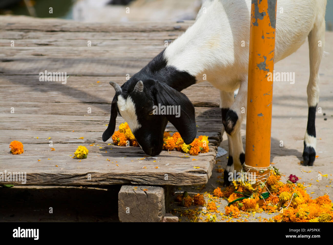 Goat eating french marigold flowers in Benares, India. Horizontal shot
