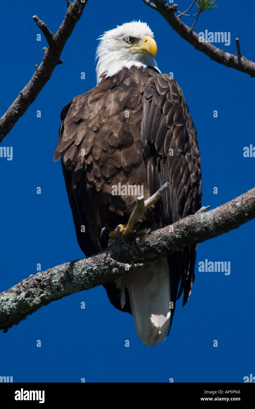 An adult Bald Eagle, Haliaeetus leucocephalus, perched in a white pine above Katahdin Lake near Maine's Baxter State Park. Stock Photo