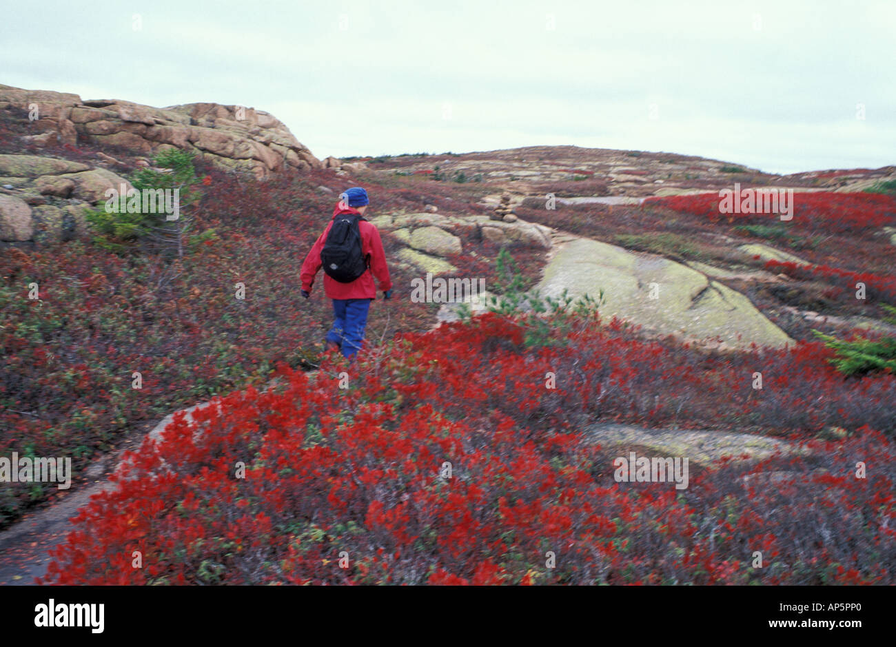 Acadia National Park, ME Lowbush Blueberry, Vaccinium vacillans. Fall