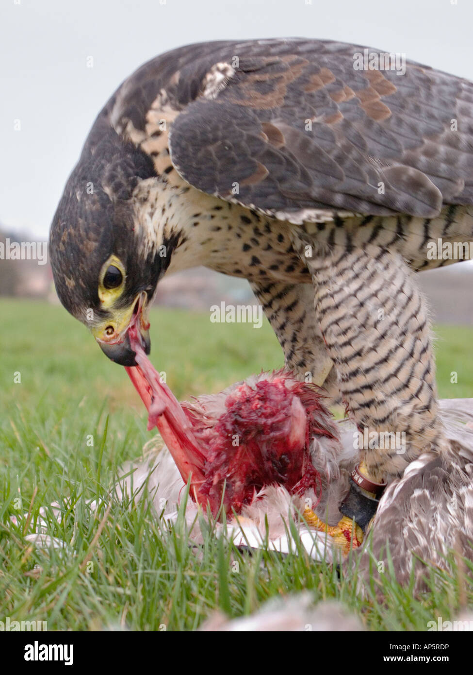 peregrine falcon feeding on kill Stock Photo - Alamy