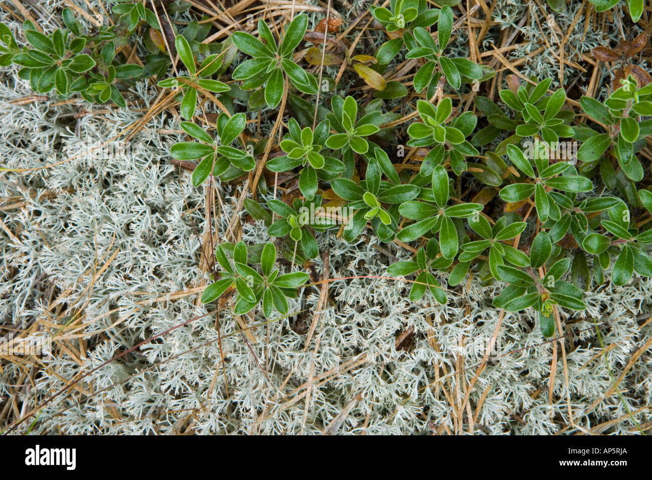 Bearberry and reindeer lichen in the pitch pine forest at the North of Highland Campground Stock Photo