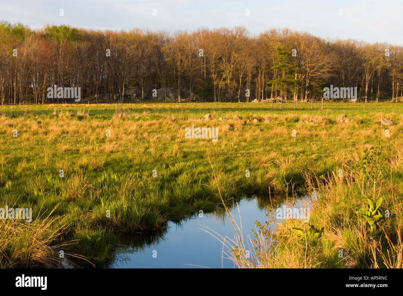 The wet grasslands of the Common Pasture in Newburyport, MA Stock Photo