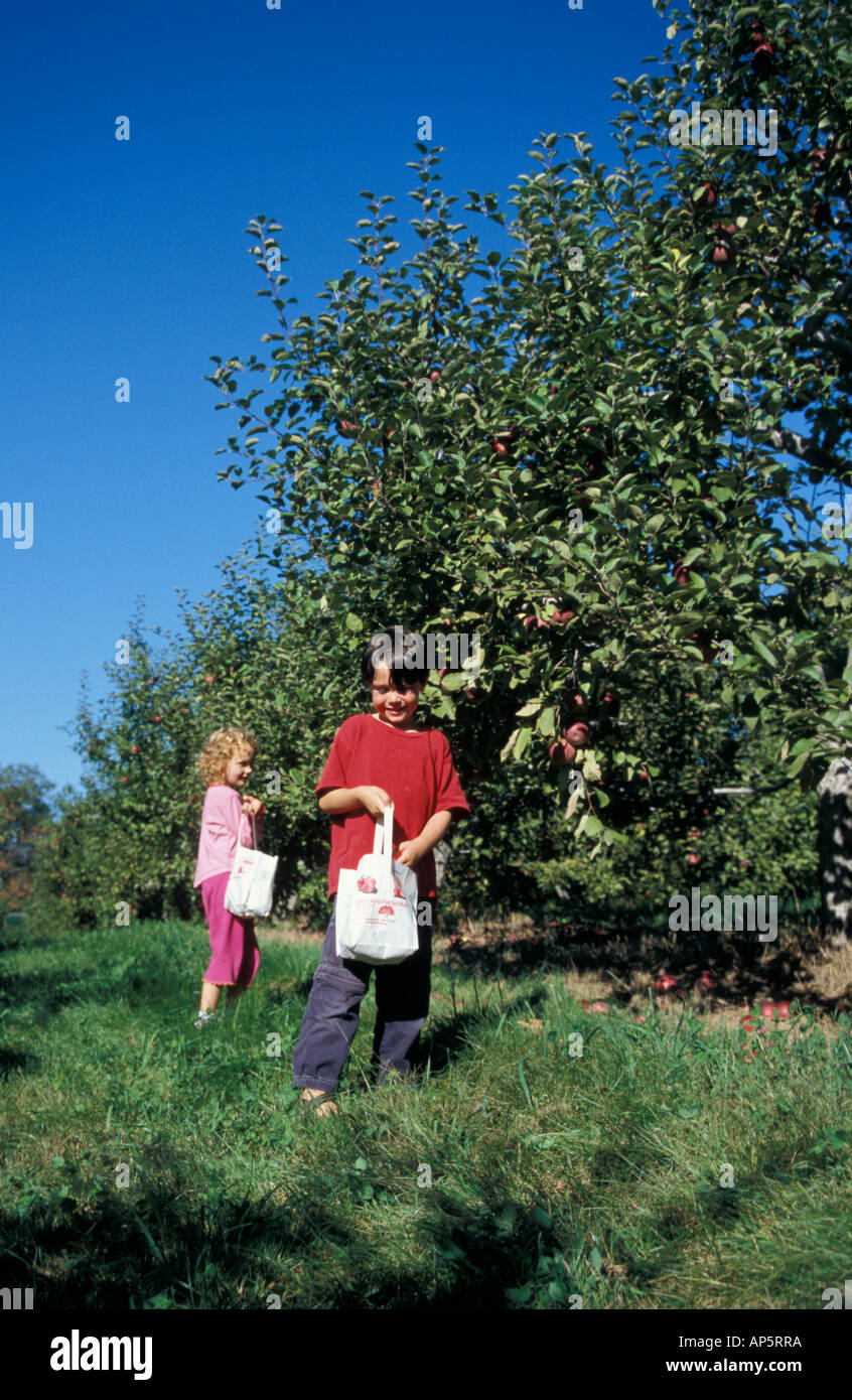 Bolton, MA. USA. Apple picking on the Nicewicz Farm in Massachusetts