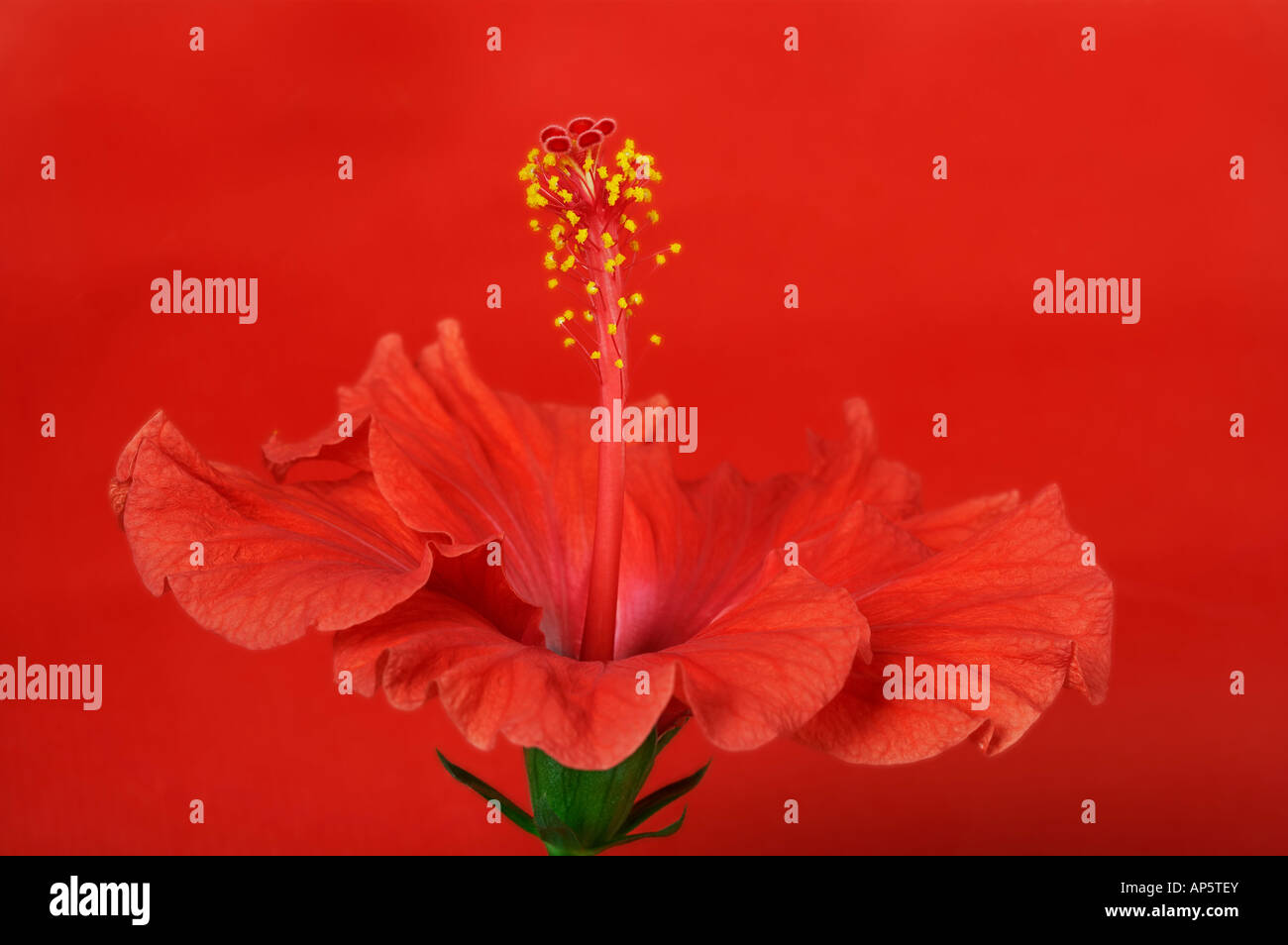 Red Hibiscus Flower Stock Photo Alamy